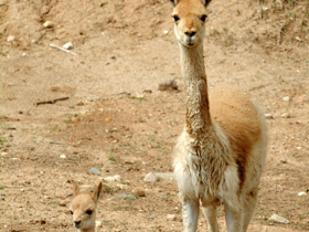 Фото Викунья