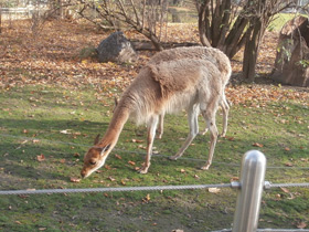 Фото Викунья