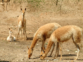 Викунья Викунья