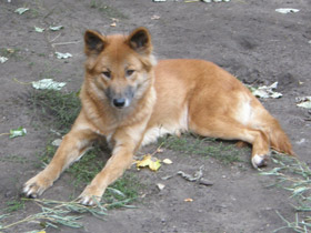 Смотреть фото Динго Фото Динго