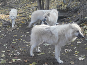 Смотреть фото Волк Фото Волк