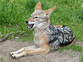 Фото Чепрачный шакал