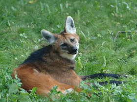 Фото Гривистый волк