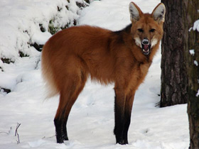 Гривистый волк