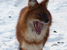 Красный волк