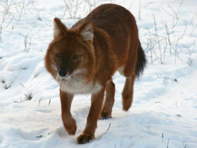 Красный волк