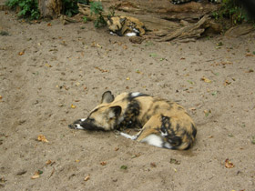 Смотреть фото Гиеновая собака Фото Гиеновая собака