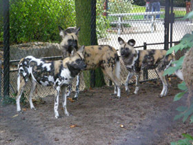 Фото Чья семья самая дружная? Самые верные животные