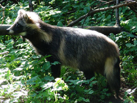 Смотреть фото Енотовидная собака Фото Енотовидная собака