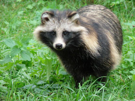 Фото Животные - символы