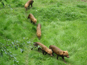 Фото Кустарниковая  собака