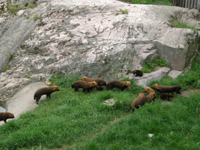 Фото Кустарниковая  собака
