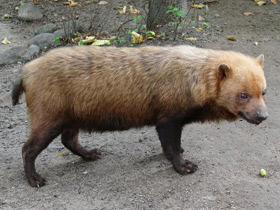 Кустарниковая  собака