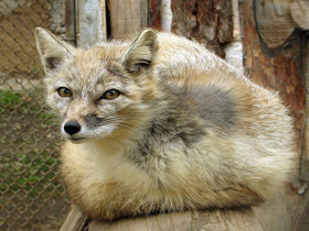 Смотреть фото Корсак Фото Корсак