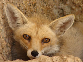 Смотреть фото Лисица Фото Лисица