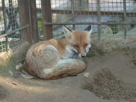 Смотреть фото Лисица Фото Лисица