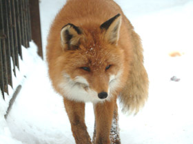 Фото Чья семья самая дружная? Самые верные животные