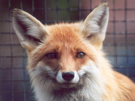 Смотреть фото Лисица Фото Лисица