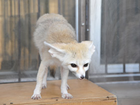 Смотреть фото Фенек Фото Фенек