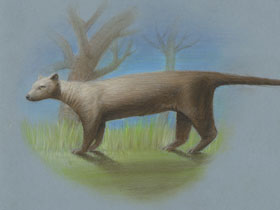 Фото Гигантская фосса