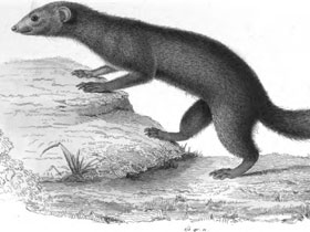 Фото Бурохвостый мунго