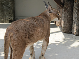 Фото Каракал