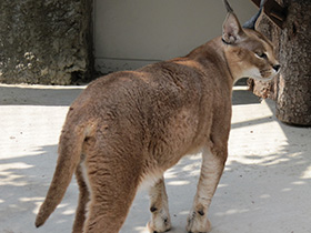 Фото Каракал