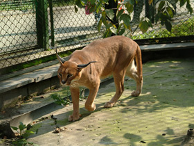 Фото Каракал