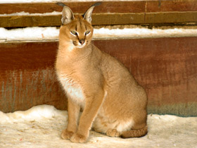 Фото Каракал