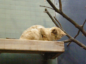 Фото Барханный кот