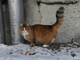 Фото Домашняя кошка