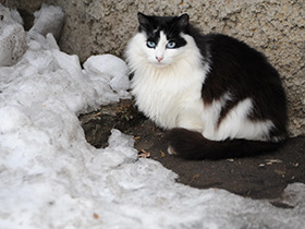 Фото Домашняя кошка