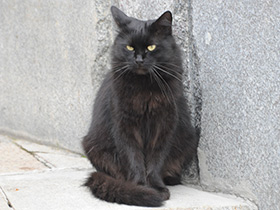 Фото Домашняя кошка