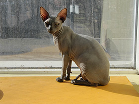 Фото Домашняя кошка