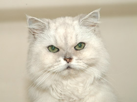 Домашняя кошка