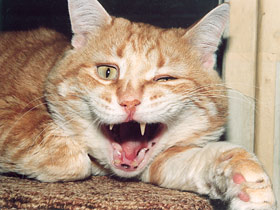 Домашняя кошка