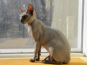 Домашняя кошка