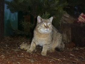 Фото Лесной кот