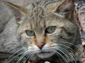 Фото Лесной кот