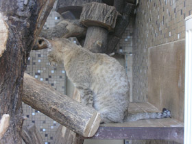 Фото Лесной кот