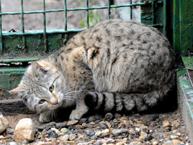 Фото Лесной кот