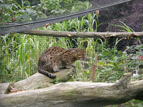 Фото Кот-рыболов