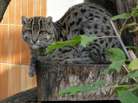 Фото Кот-рыболов