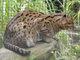 Фото Кот-рыболов