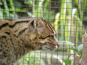 Фото Кот-рыболов