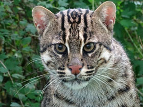 Фото Кот-рыболов