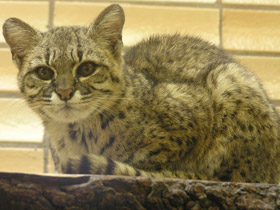 Смотреть фото Кошка Жоффруа Фото Кошка Жоффруа