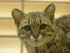 Смотреть фото Кошка Жоффруа Фото Кошка Жоффруа