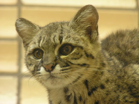 Смотреть фото Кошка Жоффруа Фото Кошка Жоффруа