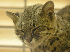 Смотреть фото Кошка Жоффруа Фото Кошка Жоффруа